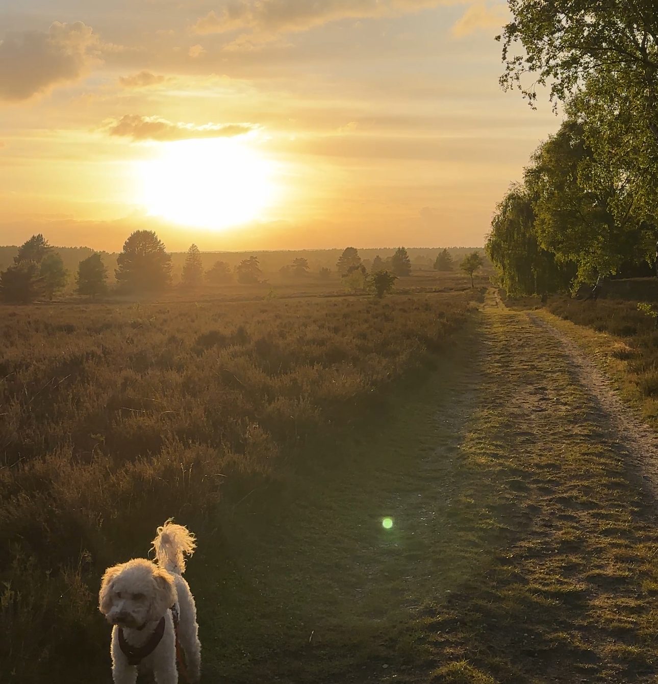 Sonnenuntergang über der Heide mit Hund – Natururlaub in der Lüneburger Heide